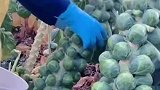 甘蓝菜可以保护胃肠粘膜，我国气候偏凉的地方有种植