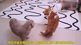 这只猫心大还是什么，竟敢挑战猫老大，结果是这样
