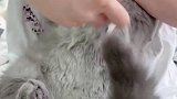 没想到暴躁呸呸也有变成妈宝喵的一天！萌宠出道计划 呸式vlog 打卡2021520 爱宠打卡520
