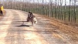 狗子带着哈士奇出门兜风，结果半路却翻车了，还好二哈反应快逃过