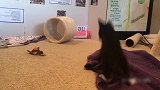 胖胖的小猫咪想要跳上窗台，掉了下来，这些小猫太逗了
