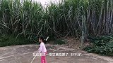 女儿想吃水晶萝卜找不到了，搞根甘蔗回去吃，一根甘蔗3米多高