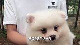 博美犬胖的像只小熊，这也太可爱了吧，入手值不值