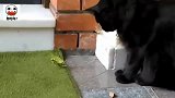 螳螂大战黑猫，结局出人意料！