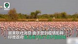 粉色奇观：印度封城后水质上升 上万只火烈鸟“扎堆”孟买湖泊