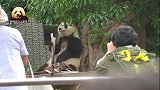 熊猫旦旦酣畅淋漓地吃着美味竹笋，过往游客纷纷驻足拍照