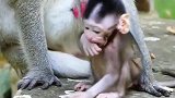猴妈被打伤了，生活啊！保护一下弱者吧