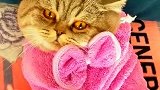 猫：铲屎的快放开我，太热了！