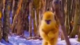 金丝猴雪中直立行走，犹如孙悟空下凡