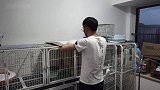 奶牛猫难产诞七子，小哥人工呼吸救猫命！