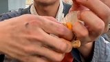 船长吃扇贝肉现拨