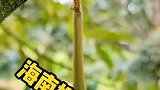 海南榴莲挂果了，很快就能实现榴莲自由了