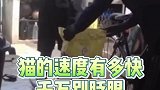 猫的速度能有多快，看清楚，别眨眼