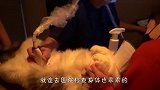 看看别人家的猫咪，在看看自家的猫咪，网友-我羡慕了