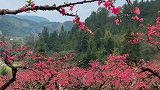上坪镇桃花