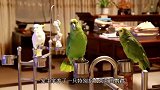 鹦鹉看到墙头飞来的小鸟，无赖的举动逗笑众人，镜头拍下搞笑画面