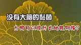 真实世界的史莱姆，没有大脑的黏菌，为何能设计出地铁网络图？