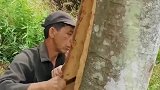 常用的大料“桂皮”，是从这种树上剥下来的，你们见过吗