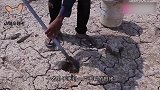 长见识了！非洲人想吃鱼直接去干旱田地挖，挖出来还活蹦乱跳！