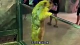 草原之王名头不小，就是太粘人