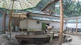 美国：一山猫从防护网缺口进入鸡舍，想离开又找不到出口