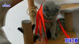主人给猫咪们找了个新玩具，几只猫咪玩嗨了，胖公猫秒变健身达人