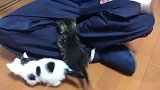 主人在静坐，小奶猫爬到主人腿上，不断的咬主人裤子，真会捣乱