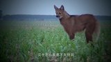 村子惊现一只“变异狐狸”，腿长惊人，专家说出真相！