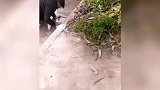 老人体力不支路边摔倒，善良大哥扶起摔倒的老人，并耐心守护老人
