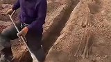 农村地里收山药的大哥，想挖出来也需要技术的