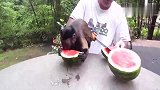 猴子爱吃西瓜搞笑视频，太可爱了