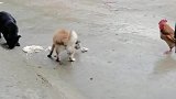 平时被鸡欺负无所谓，但是为了食物，狗子是不能忍的！