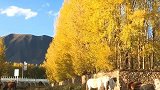 心静如水，西藏的秋天真是美的一塌糊涂！