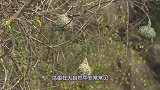 世界上最大的鸟巢，为何至今没人敢爬上去？网友：难道去送死？