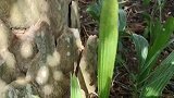 你见过会自娱自乐的小草吗