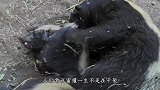 “平头哥”蜜獾捕猎鳄鱼，无所畏惧迎头直上，太厉害了！