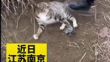 男子好心救下被夹野猫