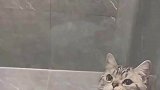 两只小猫咪被关在里面，小公猫一只扒拉玻璃，它一定觉得自己很帅