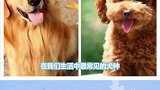 世界三大名犬排行榜