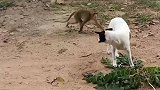 猴子大战大白狗，双方你来我往，看谁能笑到最后