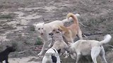 鬣狗误打误撞进了村，立马被一群猎犬包围了，场面太壮观了