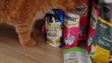 橘猫：这是啥零食，我也来整两口！