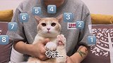 我是一个没有感情的踢腿机器？黄桃不是猫 踢腿时钟