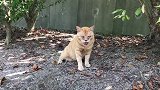 年老的流浪猫真是太可怜了 不光病魔缠身还不饱喝不暖
