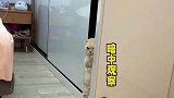 当人类幼崽和猫咪玩躲猫猫
