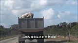 屠夫单手“屠牛”，牛儿瞬间开启复仇模式”，指不定会被反杀