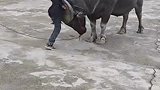 温馨一幕！小孩哥爬牛如履平地，家养牛乖巧低头配合。网友：“牧童骑黄牛”原来是这样上去的！
