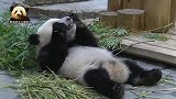 熊猫宝宝不顾形象，四仰八叉吃竹子，坐起来的样子就像个乖小孩