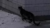 两只雪豹溜进军营偷鸡。这操作也是没谁了