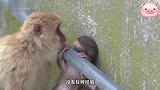 小猴子被卡在水管缝隙里，猴妈妈得知立马前来，最后成功救出